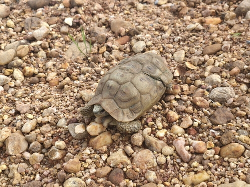 Speke's Hinge-back Tortoise