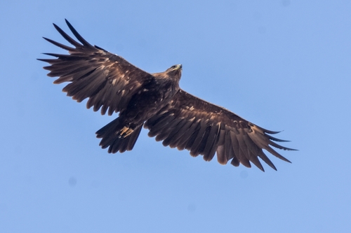 Greater Spotted Eagle
