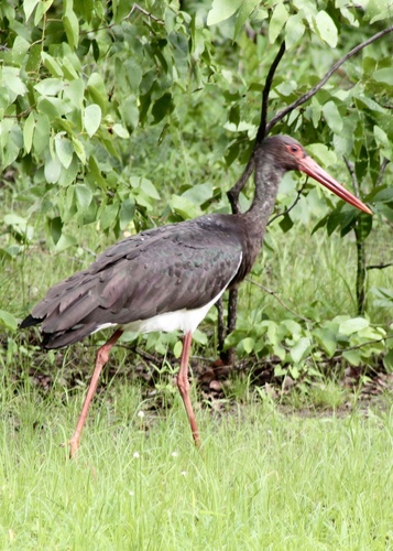 Black Stork