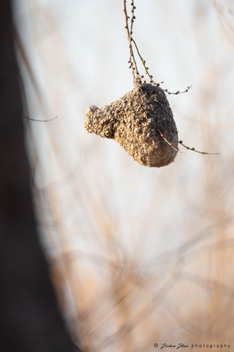 Chinese Penduline-Tit