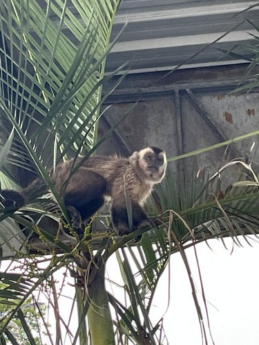 Hooded Capuchin