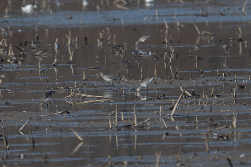 Black-tailed Godwit