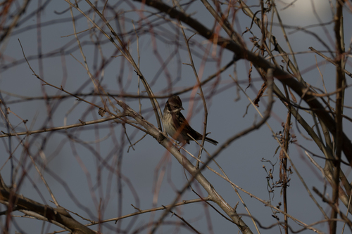 Black-faced Bunting