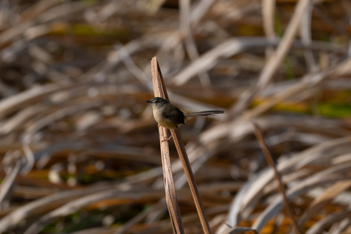 Yellow-bellied Prinia