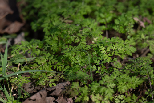 Torilis scabra