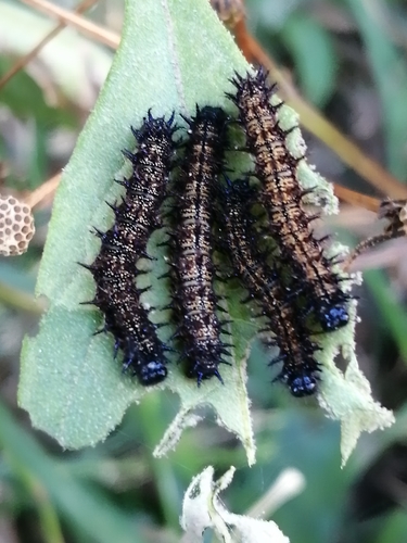 White-rayed Patch