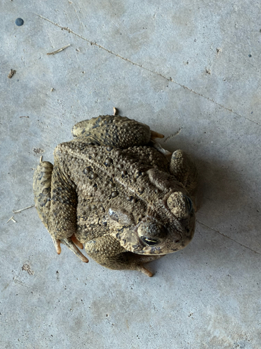 Woodhouse's Toad observed by savanna_shelnutt