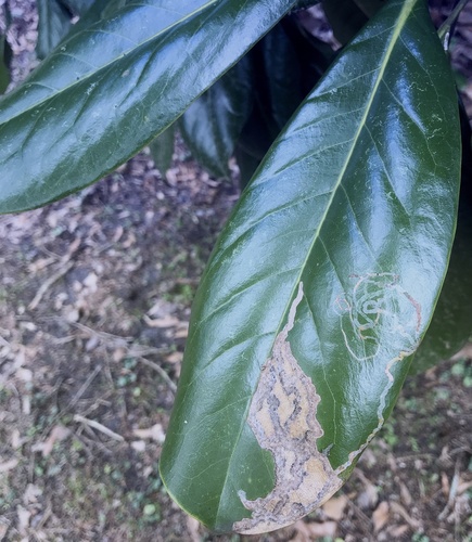 Tulip Tree Leaf Miner