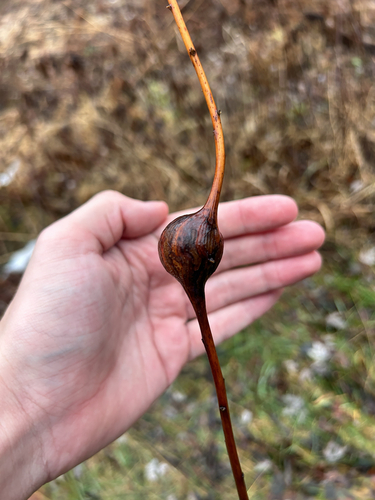 Unknown species found near Ice Age Trail, Delafield, WI, US