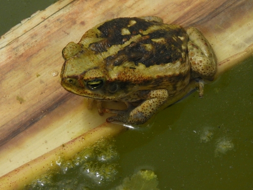 Cururu Toad