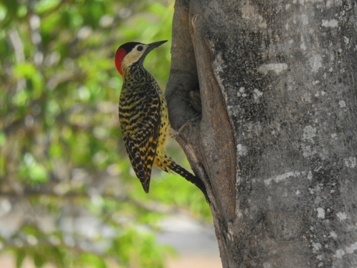 Green-barred Woodpecker