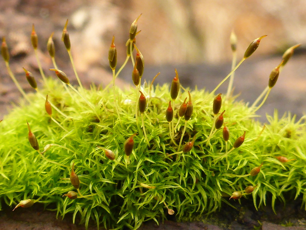 Dicranoweisia cirrata (Dicranoweisia cirrata)