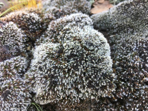 iNaturalist observation photo of Mosses