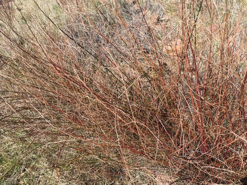 iNaturalist observation photo of deerweed