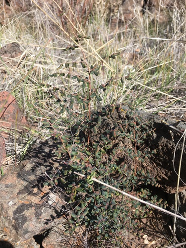iNaturalist observation photo of Coffee Fern