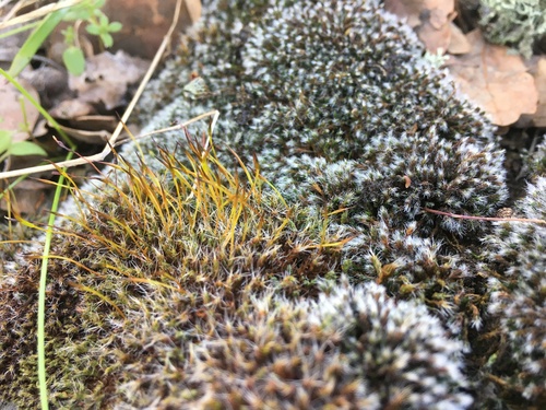 iNaturalist observation photo of Mosses