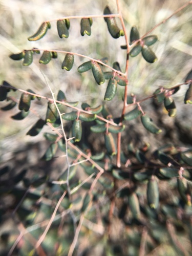 iNaturalist observation photo of Coffee Fern