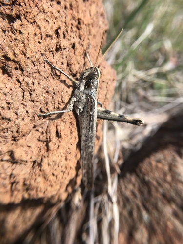 iNaturalist observation photo of Gray Bird Grasshopper