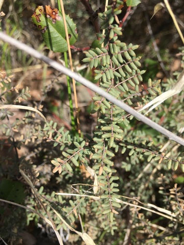 iNaturalist observation photo of bird's foot cliffbrake