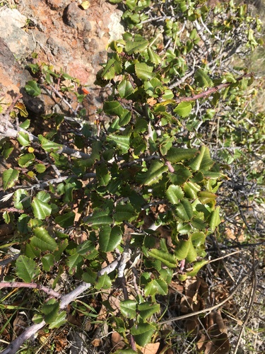 iNaturalist observation photo of hollyleaf redberry