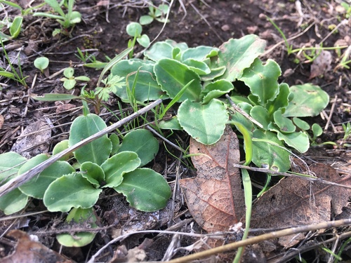iNaturalist observation photo of Shooting Stars