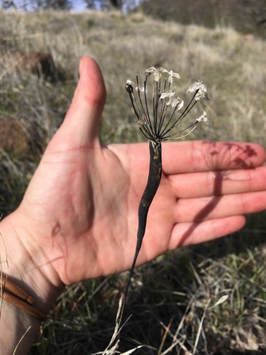 iNaturalist observation photo of Brodiaea subfamily