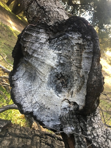 iNaturalist observation photo of Vascular Plants