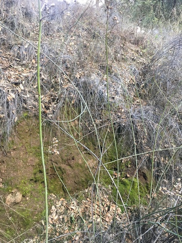 iNaturalist observation photo of Plants