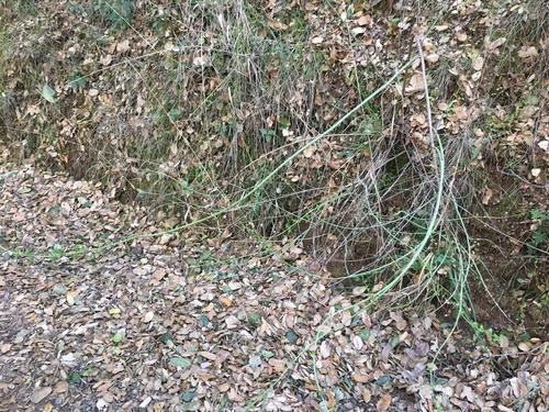 iNaturalist observation photo of Plants