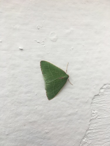 iNaturalist observation photo of Nemoria pulcherrima