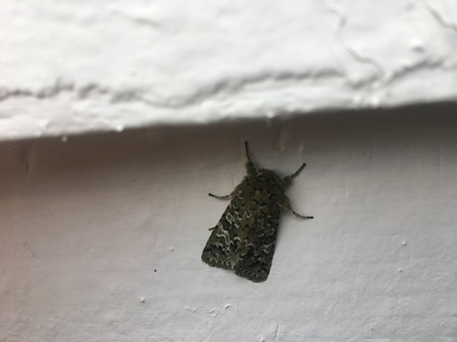 iNaturalist observation photo of Feralia februalis