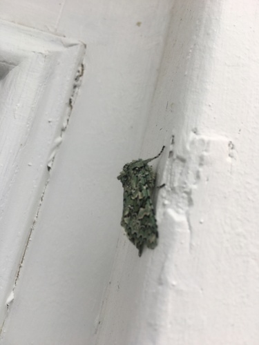 iNaturalist observation photo of Butterflies and Moths