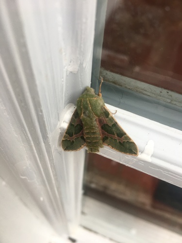 iNaturalist observation photo of Pacific Green Sphinx