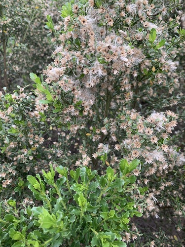 iNaturalist observation photo of coyote brush