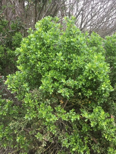 iNaturalist observation photo of coyote brush