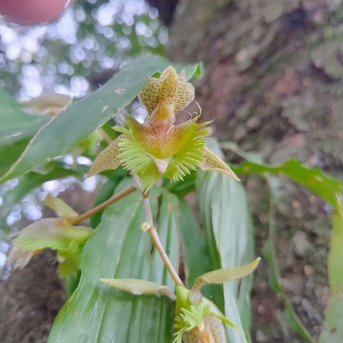 Catasetum fimbriatum