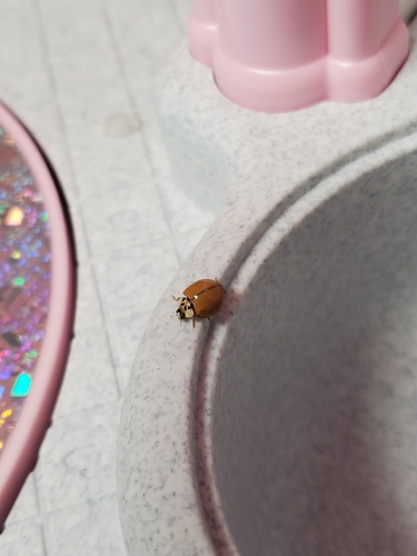 Asian Lady Beetle