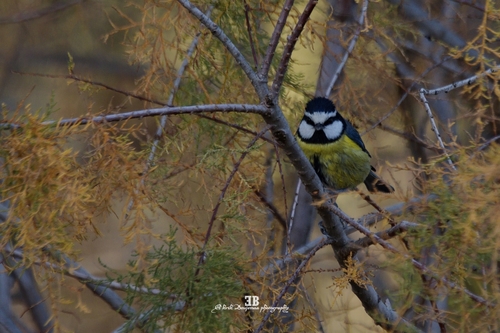 African Blue Tit