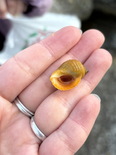 Nucella lapillus