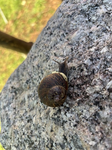 Cornu aspersum