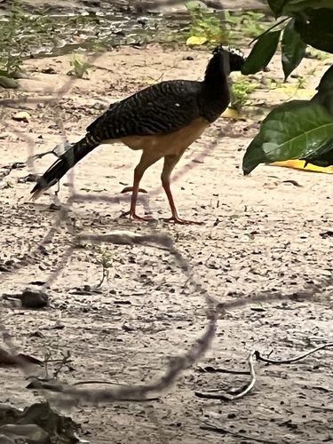 Bare-faced Curassow