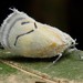Cerynia albata - Photo 由 Chien Lee 所上傳的 (c) Chien Lee，保留所有權利