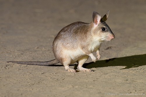 Malagasy Giant Rat (Hypogeomys antimena) — Critically Endangered Mammalia