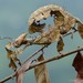 Extatosoma popa - Photo (c) Chien Lee, todos los derechos reservados, subido por Chien Lee