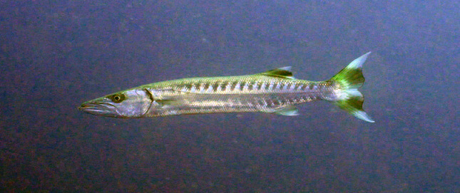 Great barracuda