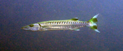 Great barracuda