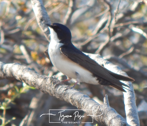 Blue-and-white Swallow