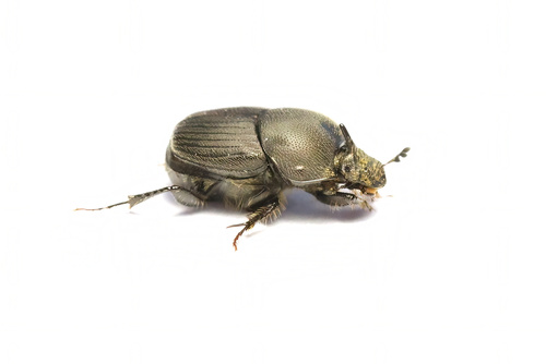 Onthophagus lugubris