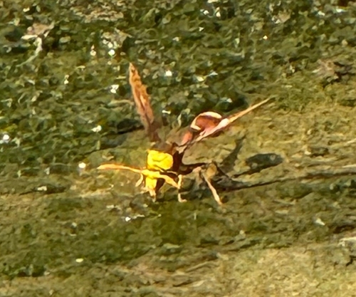 Delta pyriforme