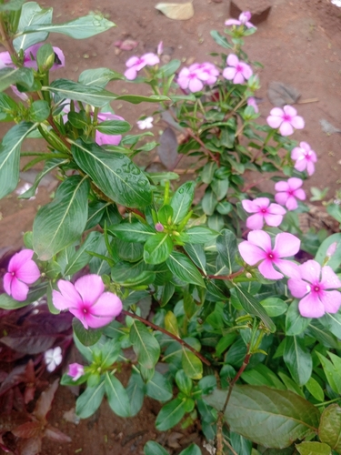 Madagascar Periwinkle
